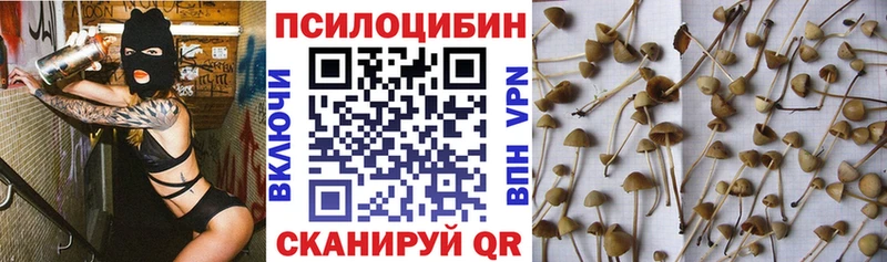 Галлюциногенные грибы Psilocybine cubensis Салехард